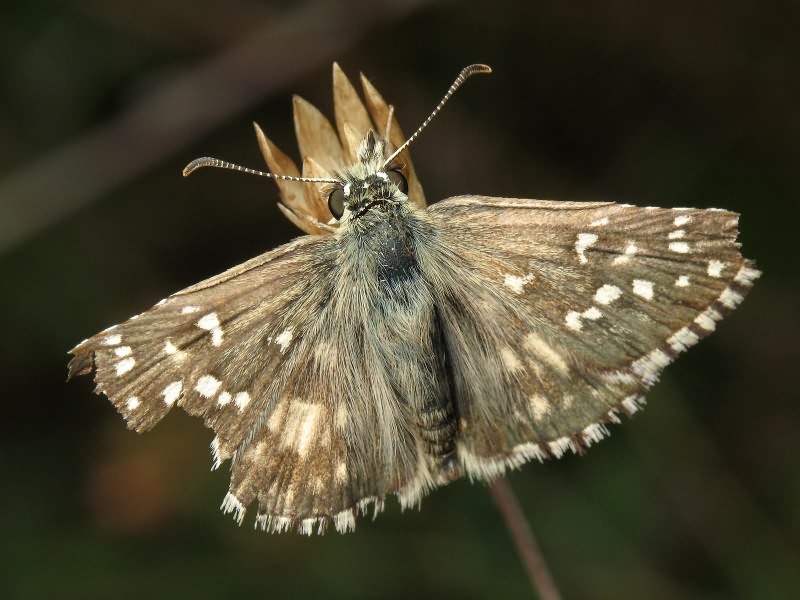 Pyrgus armoricanus (Oberthür, 1910)